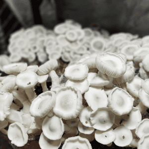 Amostras Desidratadas (Psilocybe Cubensis) – True Albino Teacher