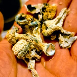 (Psilocybe Cubensis) Quebrados, Farelos e Brotinhos
