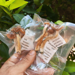 Amostras de Cogumelos Mágicos – (Psilocybe Cubensis) Strain PE6 (PenisEvy6)