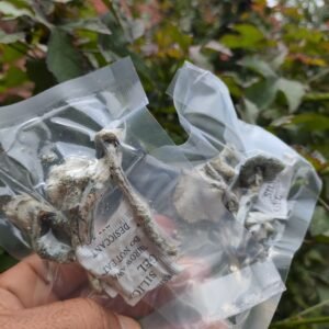 Amostras Desidratadas (Psilocybe Cubensis) – True Albino Teacher