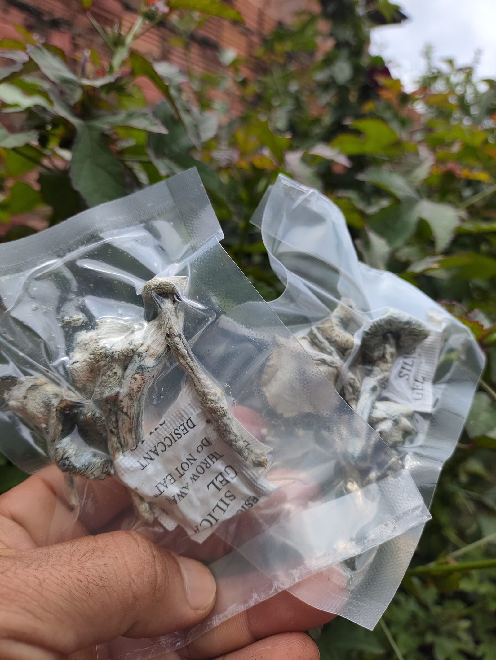 Amostras Desidratadas (Psilocybe Cubensis) – True Albino Teacher