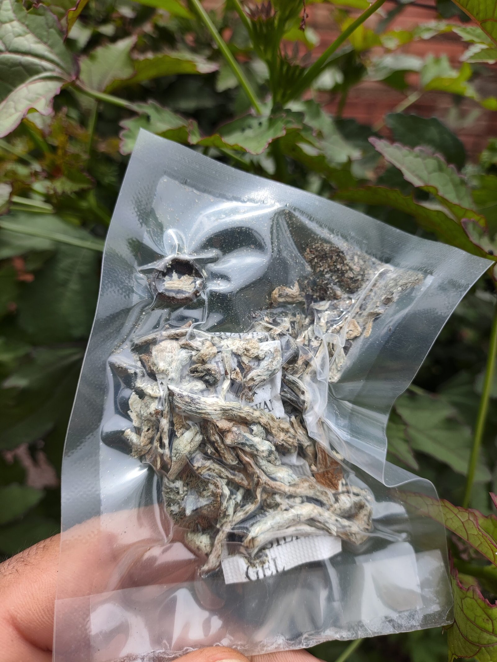 Amostras de (Psilocybe Cubensis) Quebrados / Promoção - Imagem 2