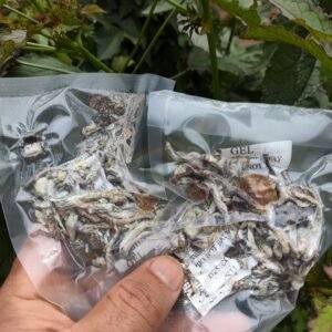 Amostras de (Psilocybe Cubensis) Quebrados / Promoção